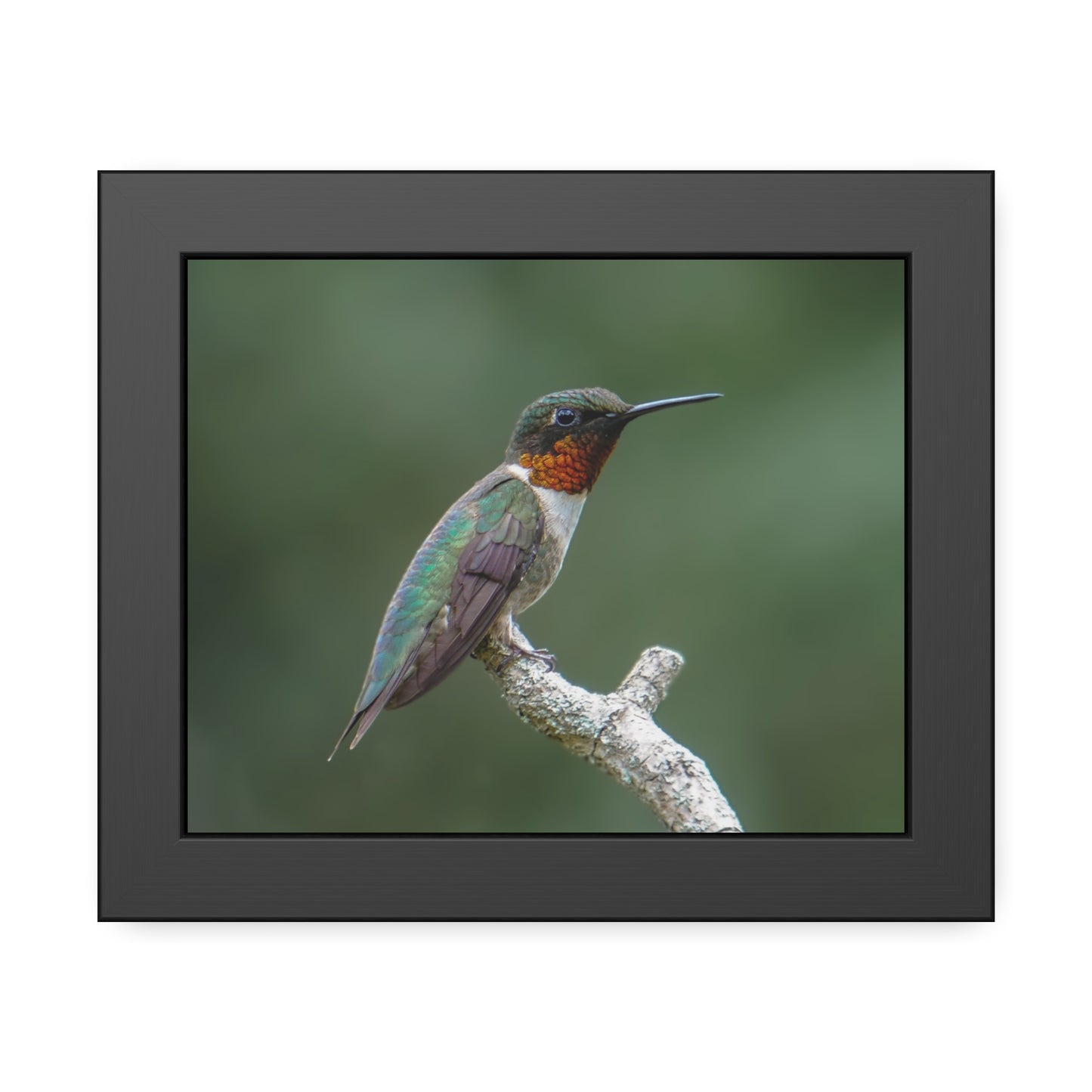 Ruby-Throated Hummingbird Framed Print | Nature Photography