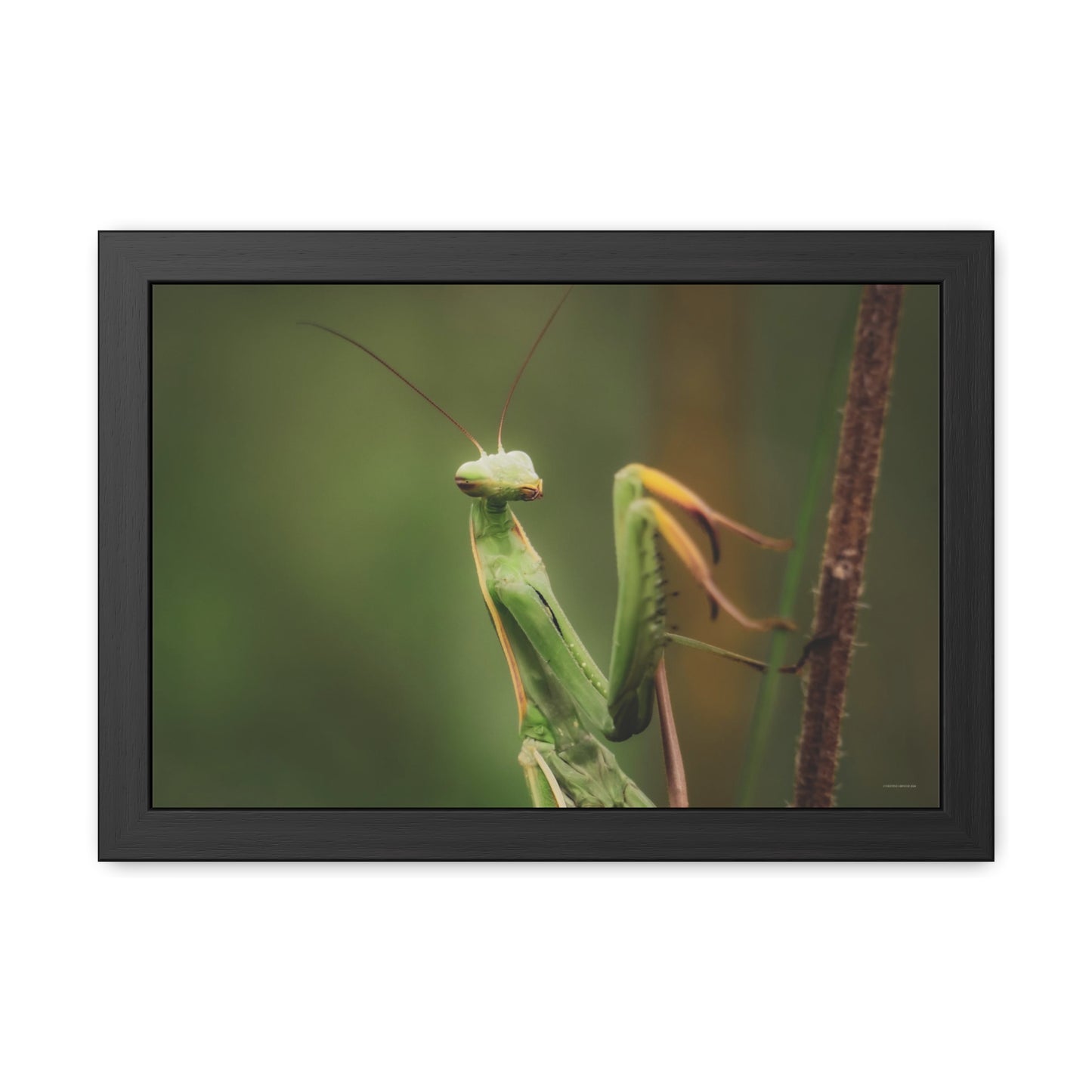 Majestic Mantis Framed Fine Art Photograph