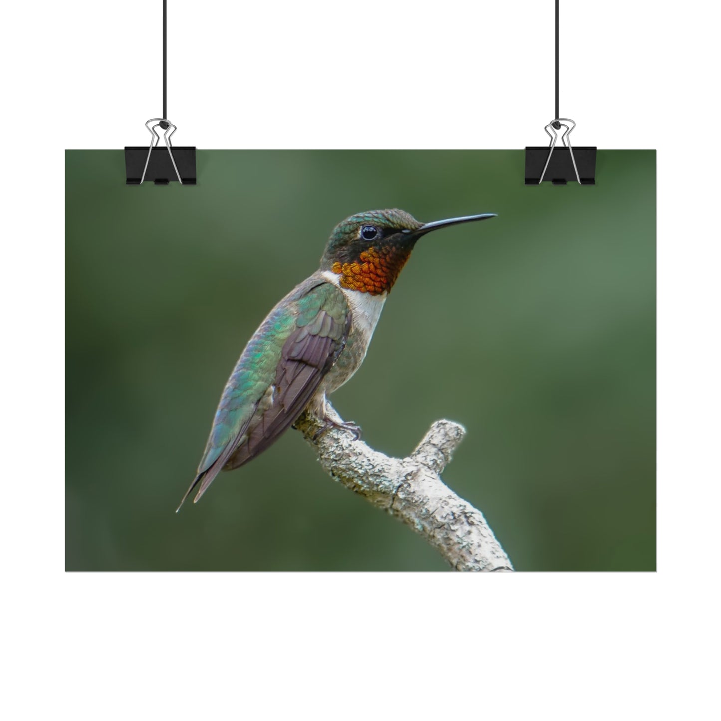 Ruby-Throated Hummingbird Fine Art Print