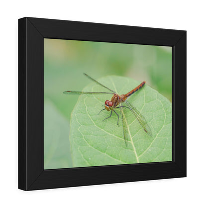 Dragonfly Poses on Leaf Framed Print | Nature Photography