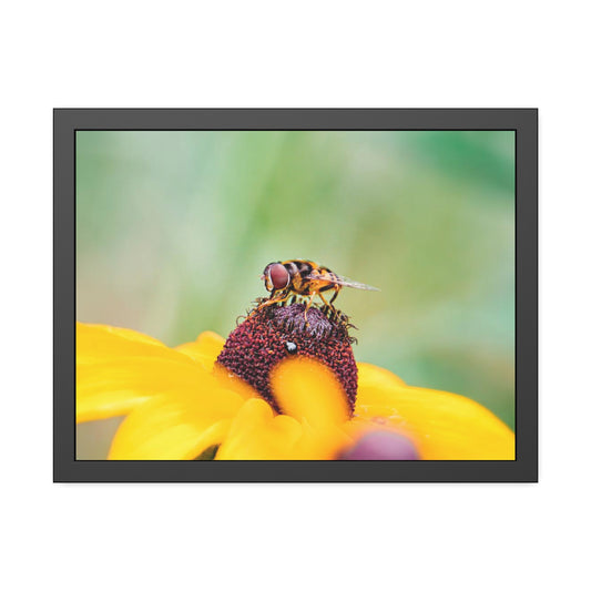 Flower Fly on Black-Eyed Susan Framed Print | Nature Photography