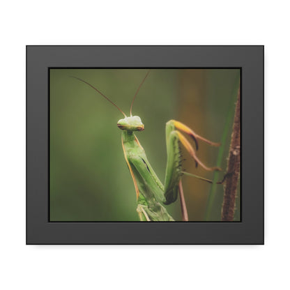 Majestic Mantis Framed Print | Nature Photography