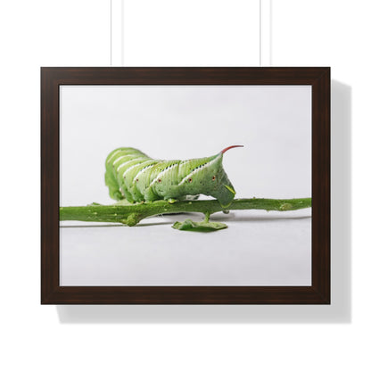 Tomato Hornworm Caterpillar Framed Matte Print