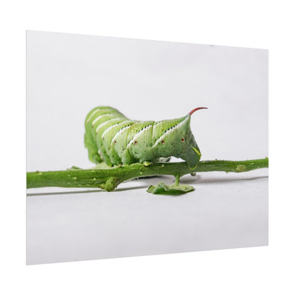 Tomato Hornworm Caterpillar Fine Art Print