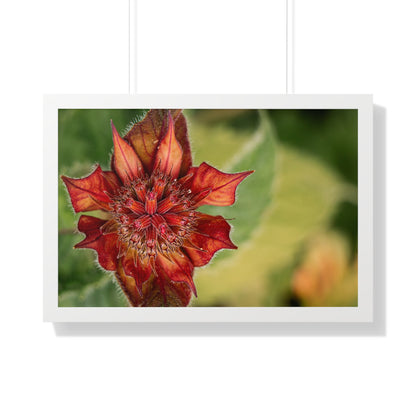 Fancy Red Bee Balm Flower Macro Framed Matte Print