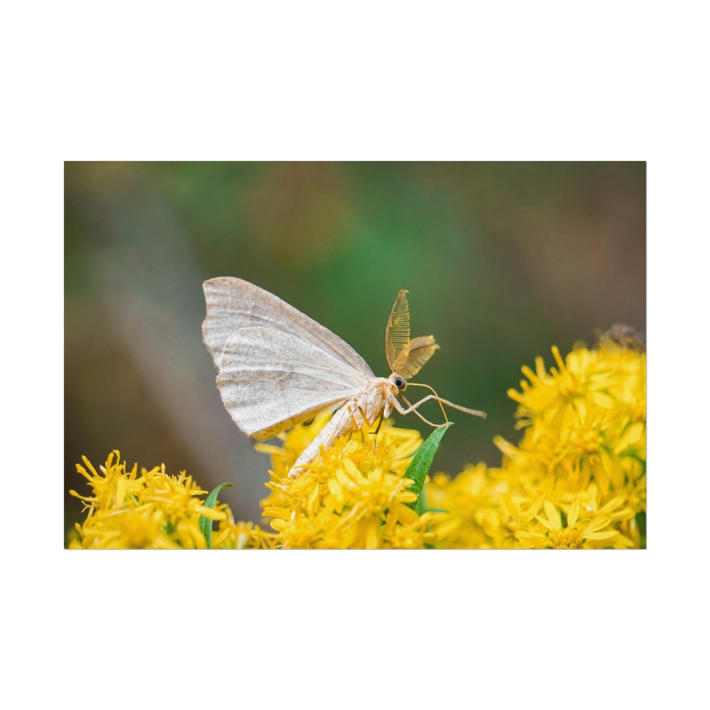 Curious Moth Fine Art Print