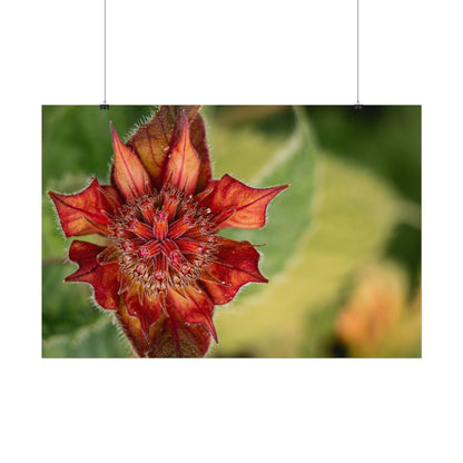 Fancy Red Bee Balm Flower Macro Fine Art Print