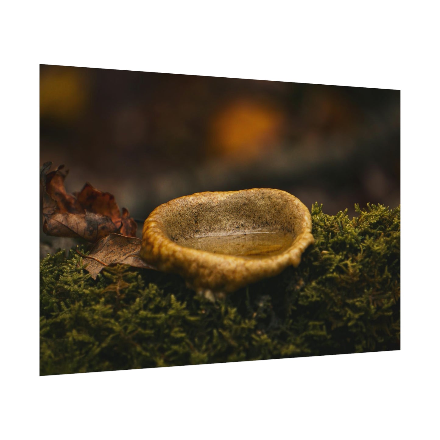 Magical Mushroom Fairy Pond Fine Art Print