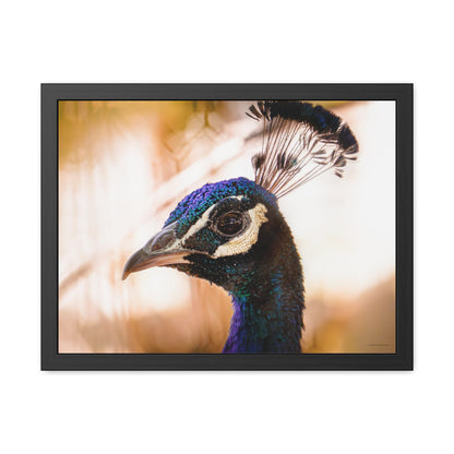 Peculiar Peacock Framed Fine Art Photograph