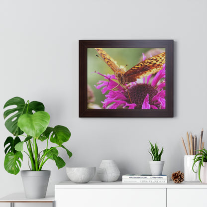 Fritillary Butterfly in Macro Framed Matte Print