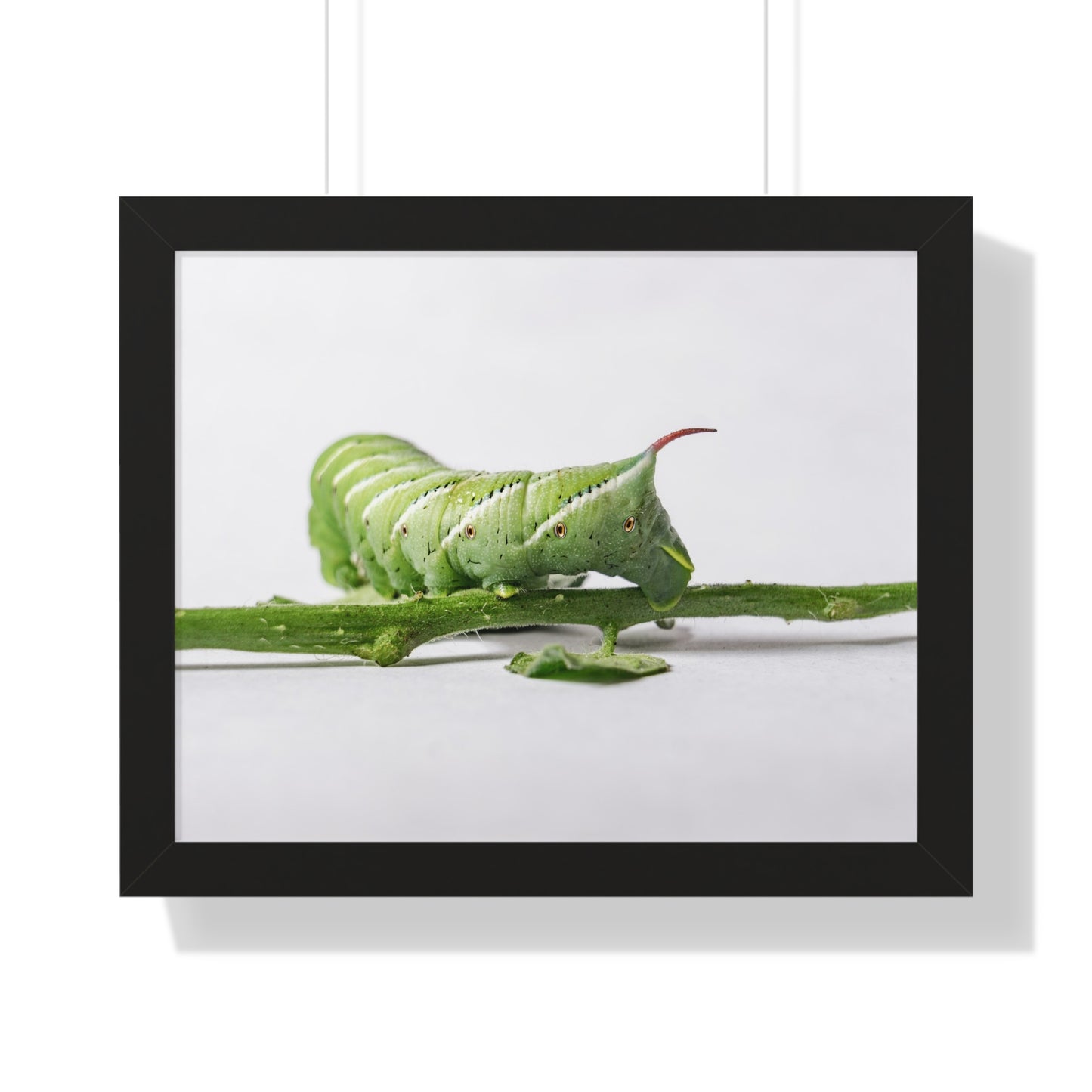 Tomato Hornworm Caterpillar Framed Matte Print