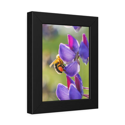 Bumble Bee Pollinates Lupine Flowers Framed Print | Nature Photography