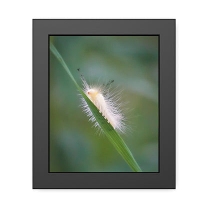 Fuzzy Feets Caterpillar Framed Print | Nature Photography