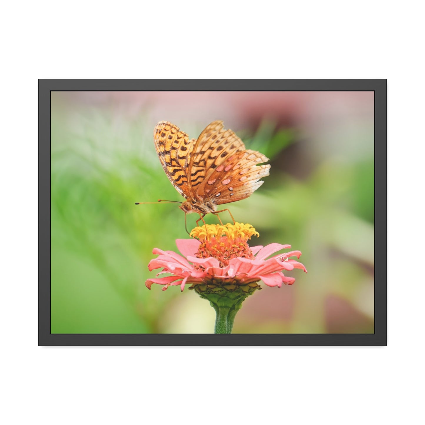 Fritillary Butterfly on Zinnia Framed Print | Nature Photography