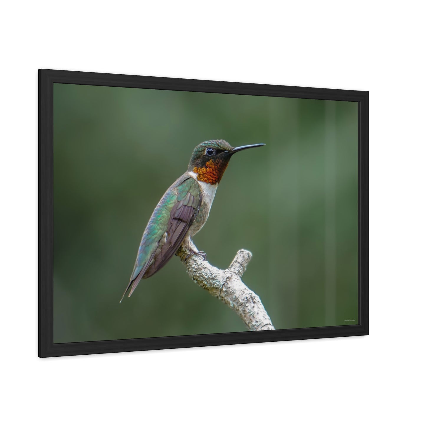 Ruby-Throated Hummingbird Framed Fine Art Photograph