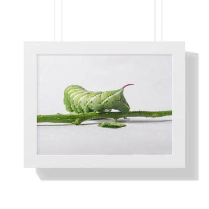 Tomato Hornworm Caterpillar Framed Matte Print