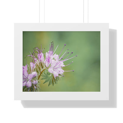 Macro Purple Wildflowers Framed Matte Print