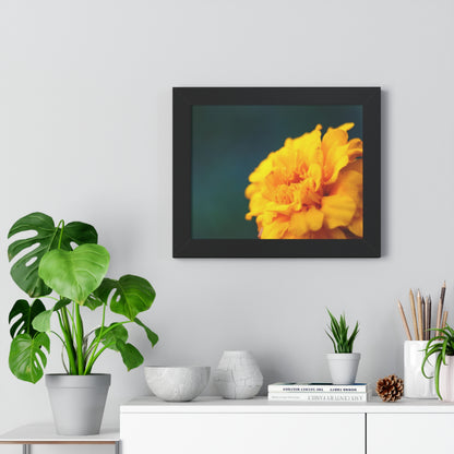 Macro Marigold Flower Framed Matte Print