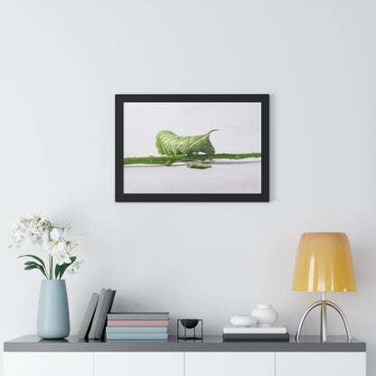 Tomato Hornworm Caterpillar Framed Matte Print