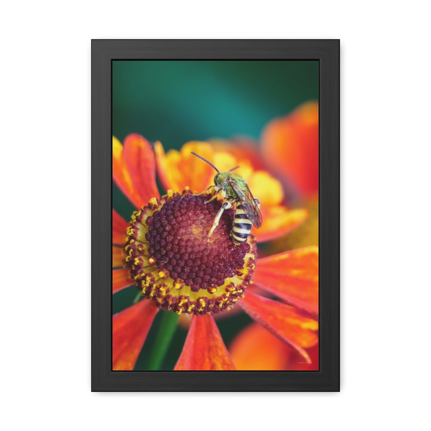 Fashionable Sweat Bee Framed Fine Art Photograph