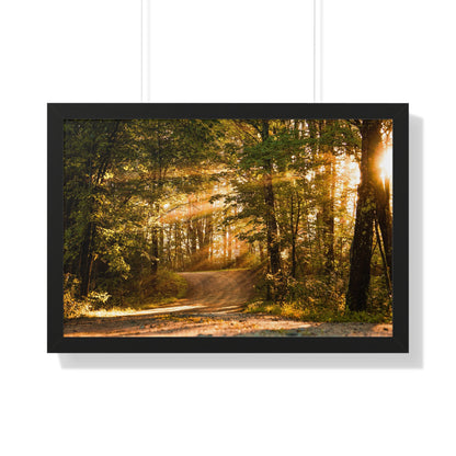 Sunbeams Streaming Onto Forest Path Framed Matte Print