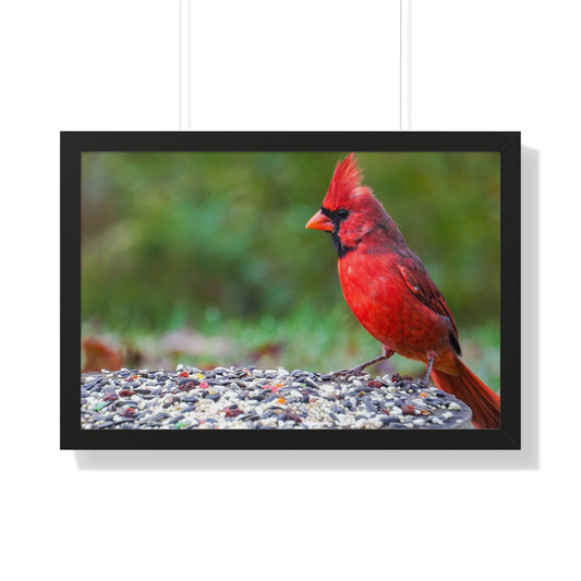 Red Cardinal Bird Framed Matte Print