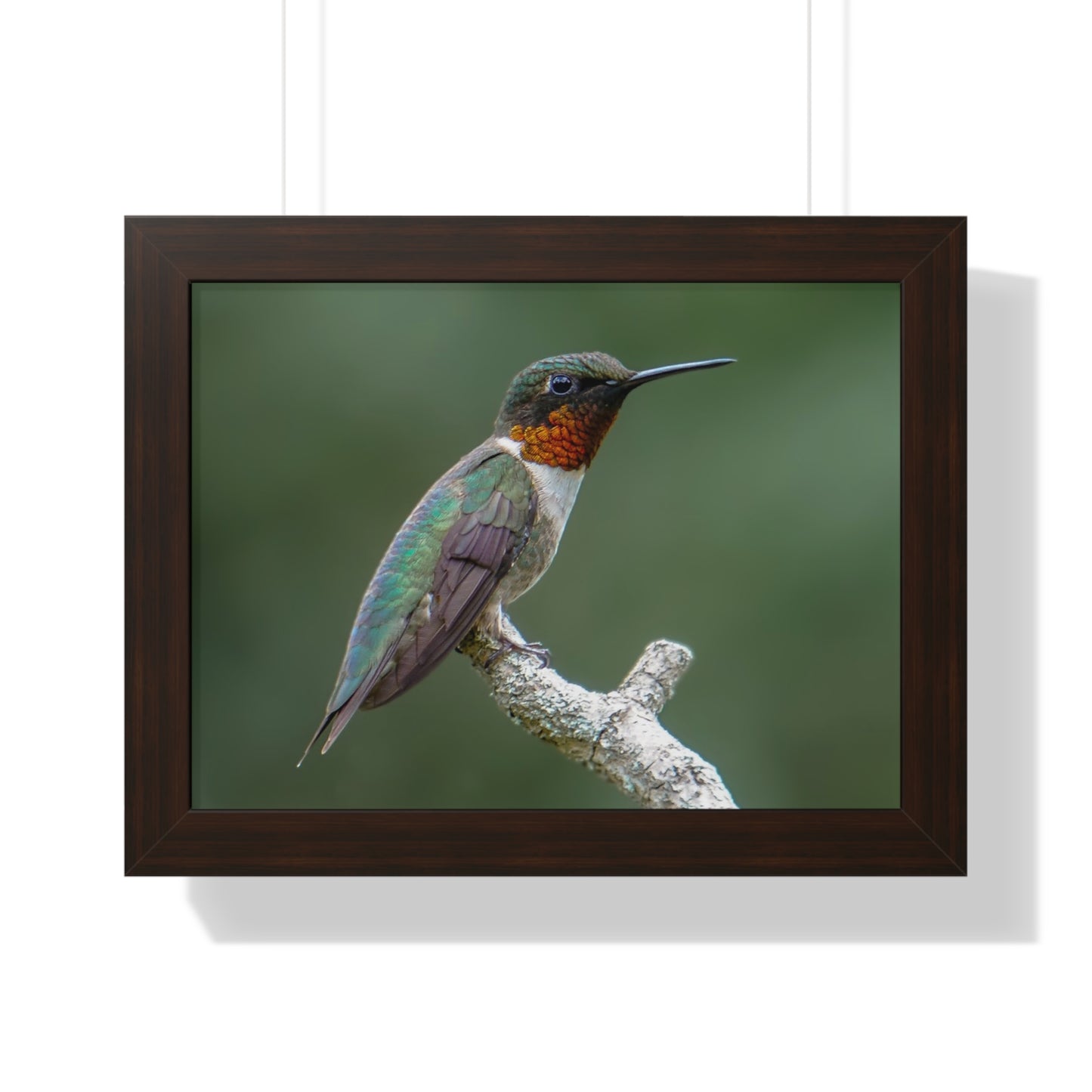 Ruby-Throated Hummingbird Framed Matte Print