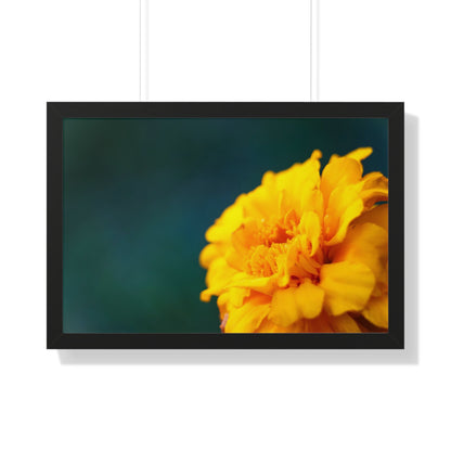 Macro Marigold Flower Framed Matte Print