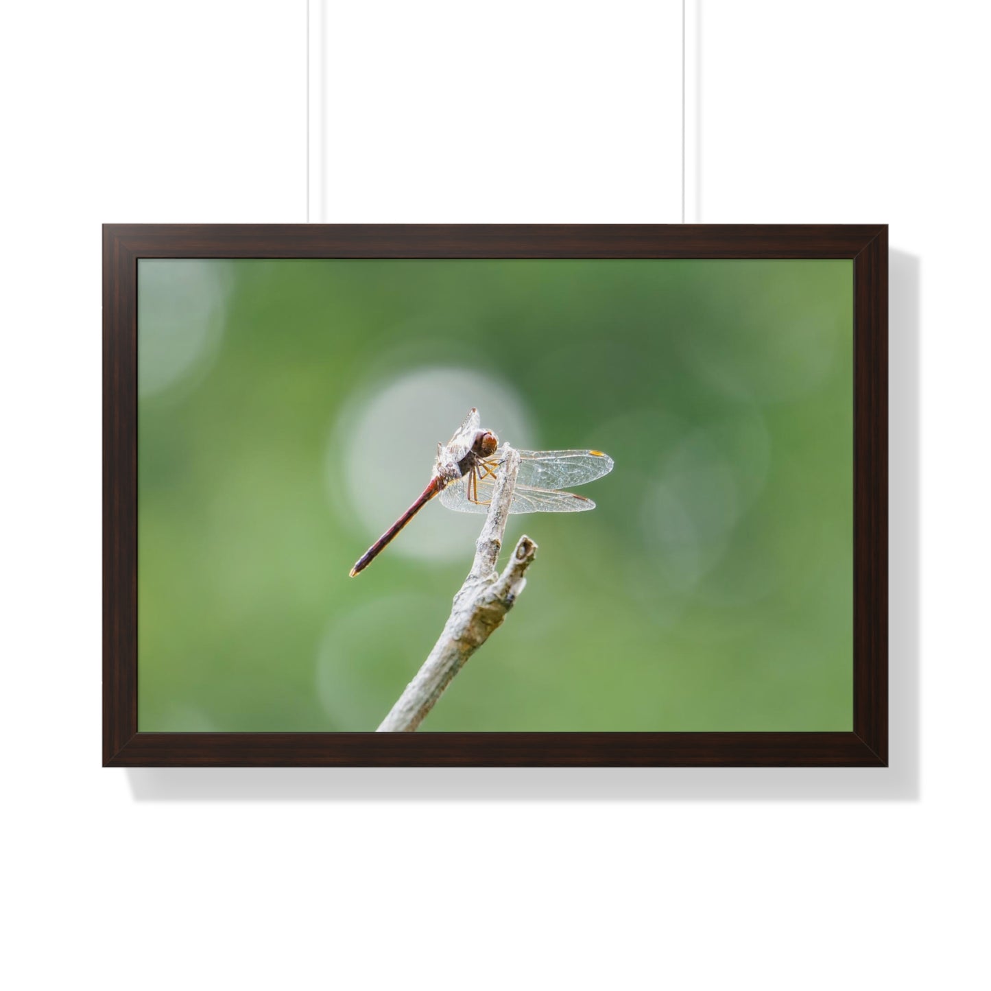 Dramatic Dragonfly Framed Matte Print