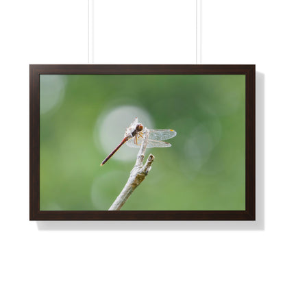 Dramatic Dragonfly Framed Matte Print