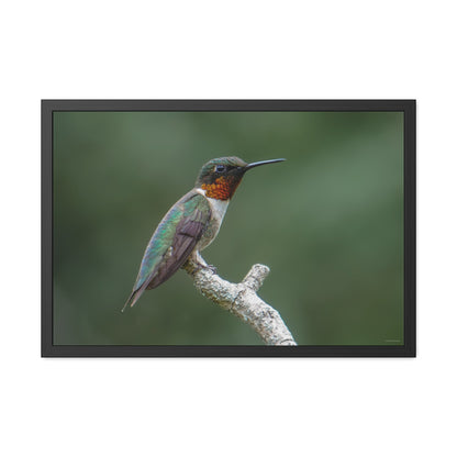 Ruby-Throated Hummingbird Framed Fine Art Photograph