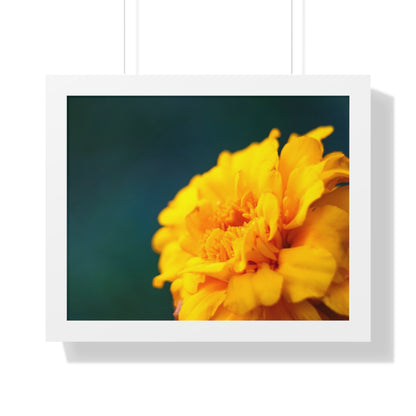 Macro Marigold Flower Framed Matte Print