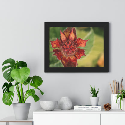 Fancy Red Bee Balm Flower Macro Framed Matte Print