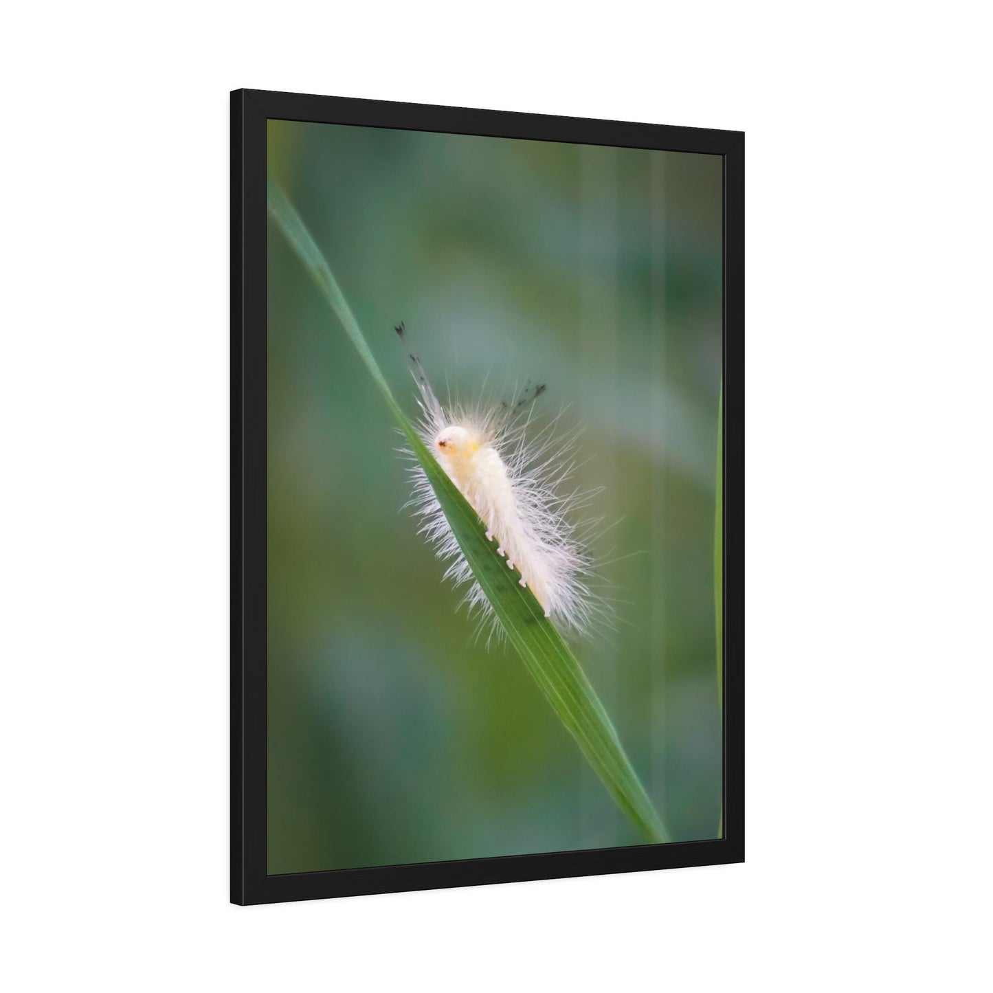 Fuzzy Feets Caterpillar Framed Print | Nature Photography