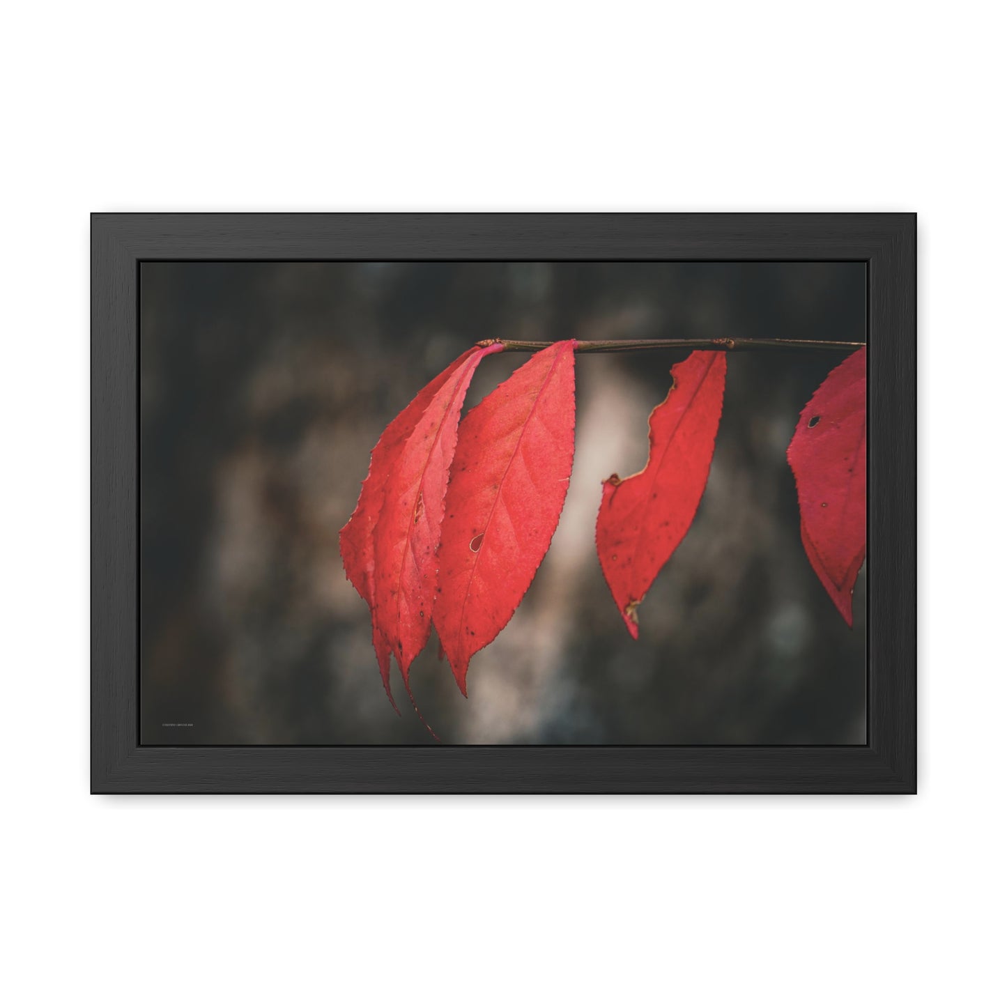 Leaves of Red Framed Fine Art Photograph