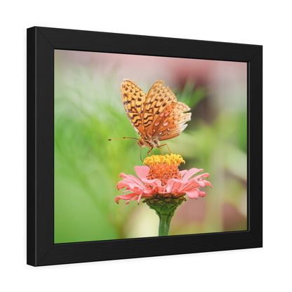 Fritillary Butterfly on Zinnia Framed Print | Nature Photography