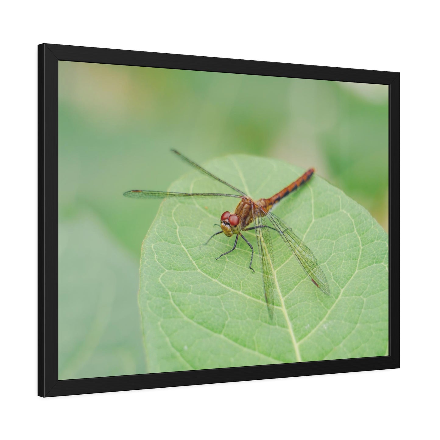 Dragonfly Poses on Leaf Framed Print | Nature Photography