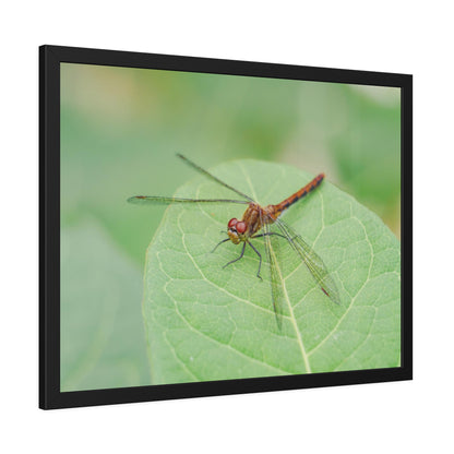 Dragonfly Poses on Leaf Framed Print | Nature Photography