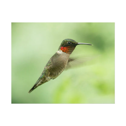 Hummingbird In-Flight Fine Art Print