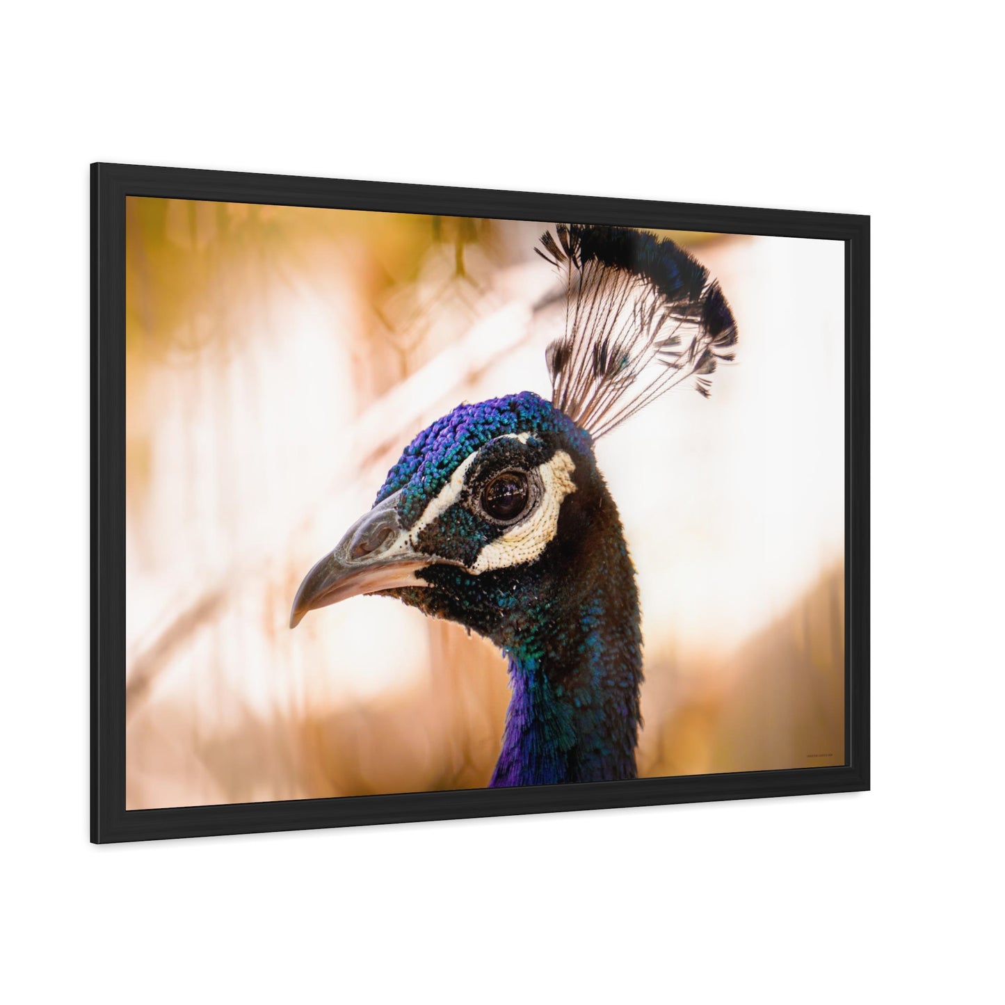 Peculiar Peacock Framed Fine Art Photograph