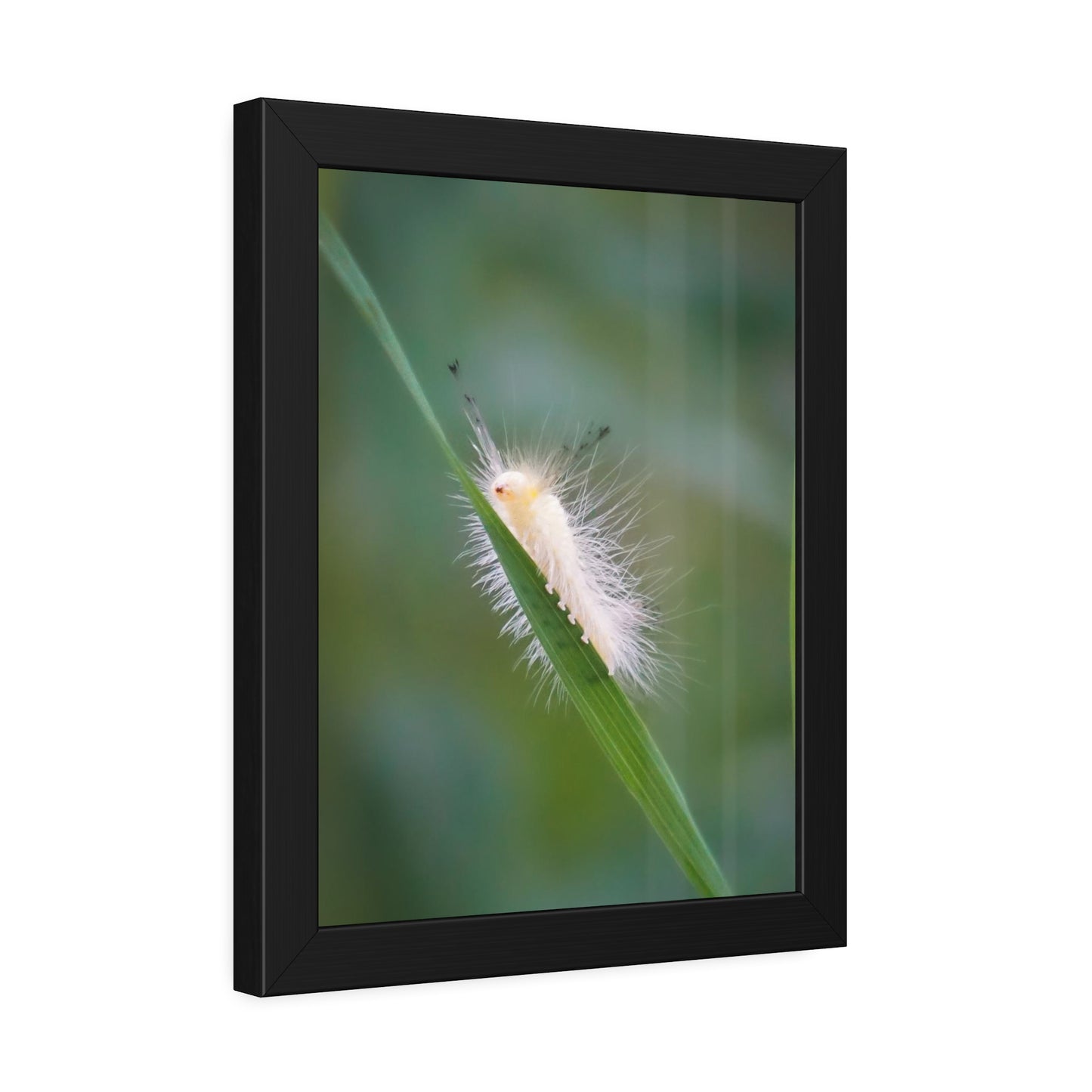 Fuzzy Feets Caterpillar Framed Print | Nature Photography