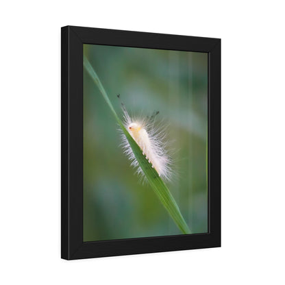 Fuzzy Feets Caterpillar Framed Print | Nature Photography