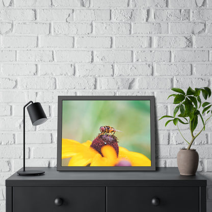 Flower Fly on Black-Eyed Susan Framed Print | Nature Photography
