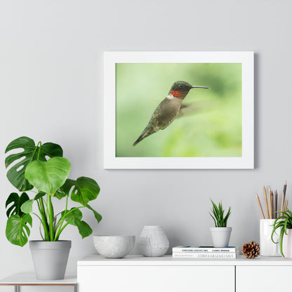 Hummingbird In-Flight Framed Matte Print