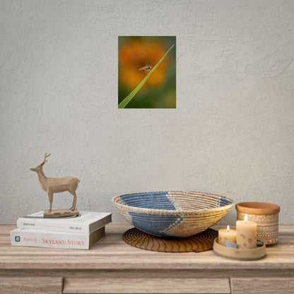 Flower Fly Poses with Orange Flowers Fine Art Print