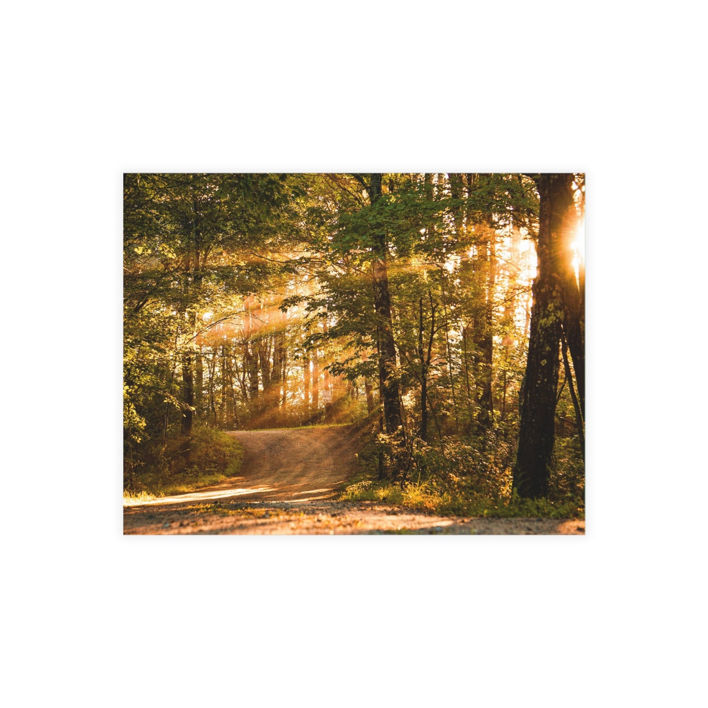 Sunbeams Streaming Onto Forest Path Blank Card Bundles (w/envelopes)