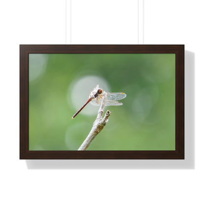 Dramatic Dragonfly Framed Matte Print