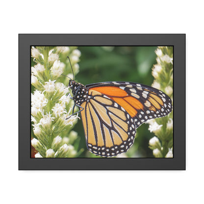 Monarch Butterfly in Garden Framed Print | Nature Photography