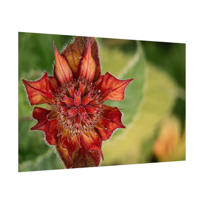 Fancy Red Bee Balm Flower Macro Fine Art Print