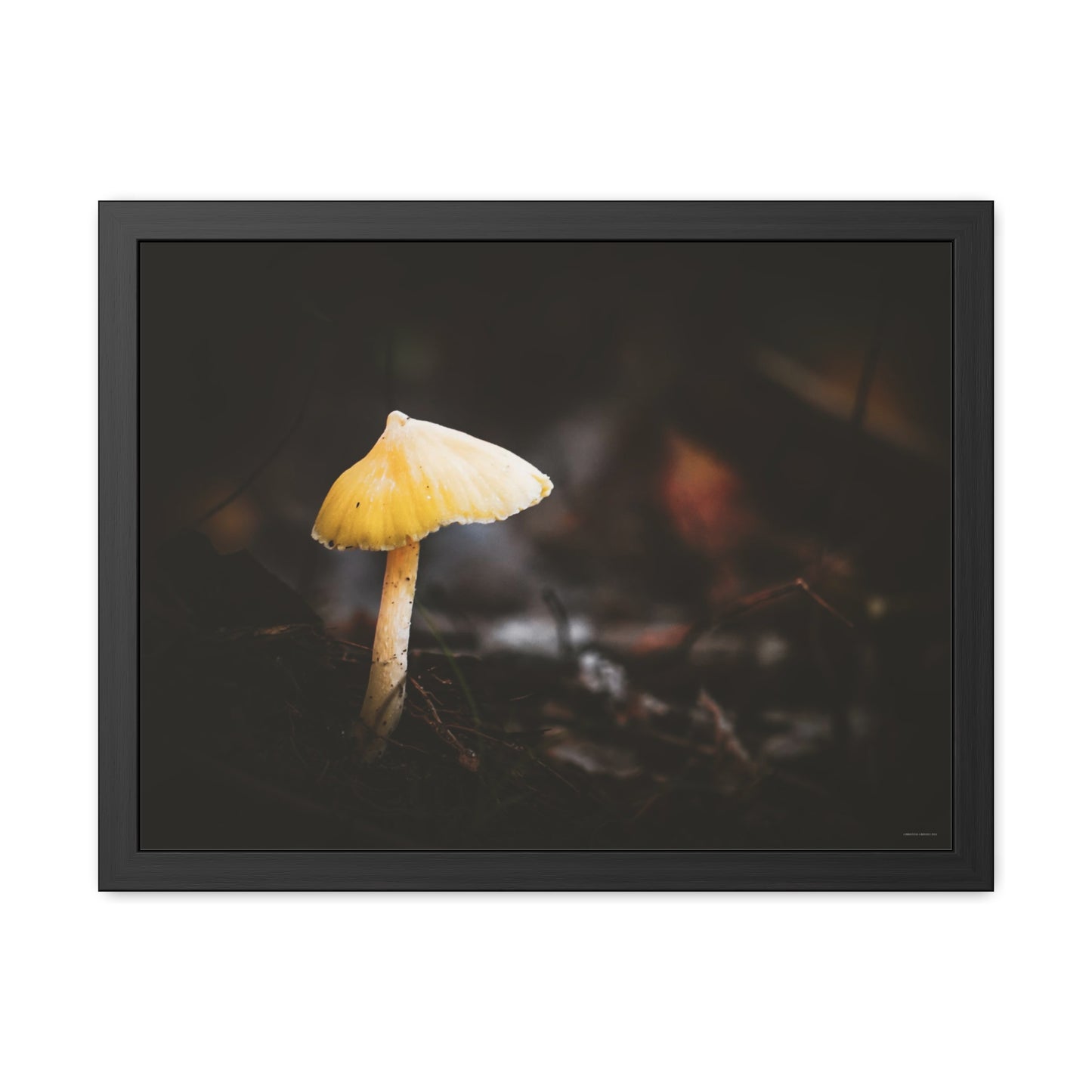 Mystical Magical Mushroomland Framed Fine Art Photograph